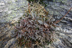 Acaena saccaticupula
