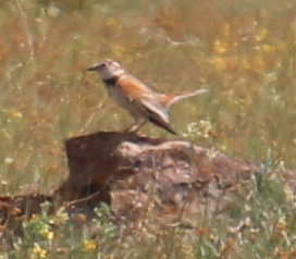 Mongolian Lark