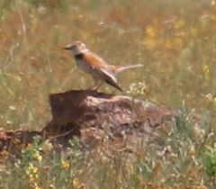 Melanocorypha mongolica