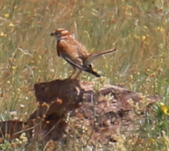 Melanocorypha mongolica