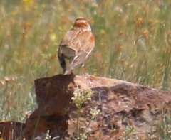 Melanocorypha mongolica