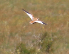 Melanocorypha mongolica