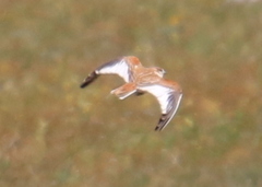 Melanocorypha mongolica