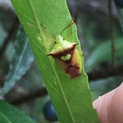 Sastragala versicolor