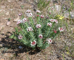 Stellera chamaejasme