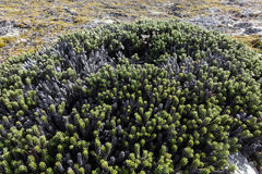 Celmisia ramulosa tuberculata