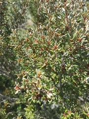 Grevillea australis