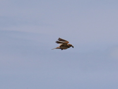 Melanocorypha mongolica