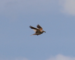 Melanocorypha mongolica