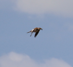 Melanocorypha mongolica