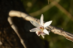 Dendrobium barbatulum