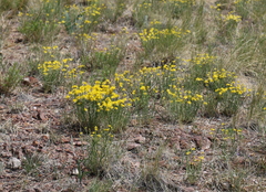 Haplophyllum dauricum