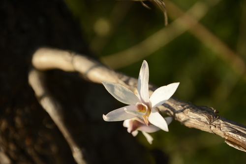 Image of Dendrobium barbatulum by (c) Siddarth Machado, some rights reserved (CC BY)