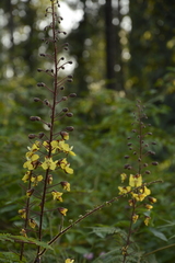 Hultholia mimosoides