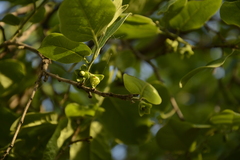 Diospyros montana