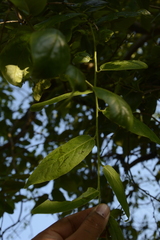 Diospyros montana