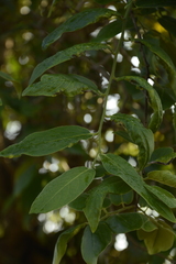 Diospyros montana