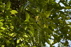 Garcinia gummi-gutta