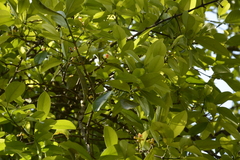 Garcinia gummi-gutta