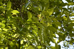Garcinia gummi-gutta