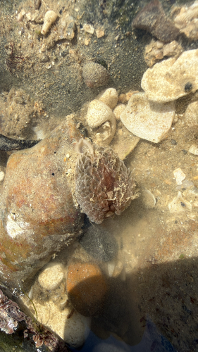 Aeolidia filomenae