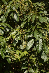 Paracroton pendulus zeylanicus