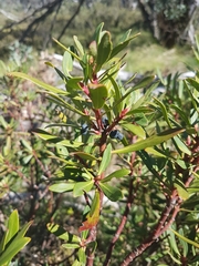 Tasmannia xerophila
