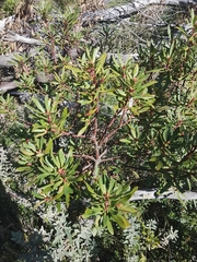 Tasmannia xerophila