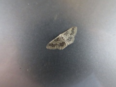 Idaea pseliota