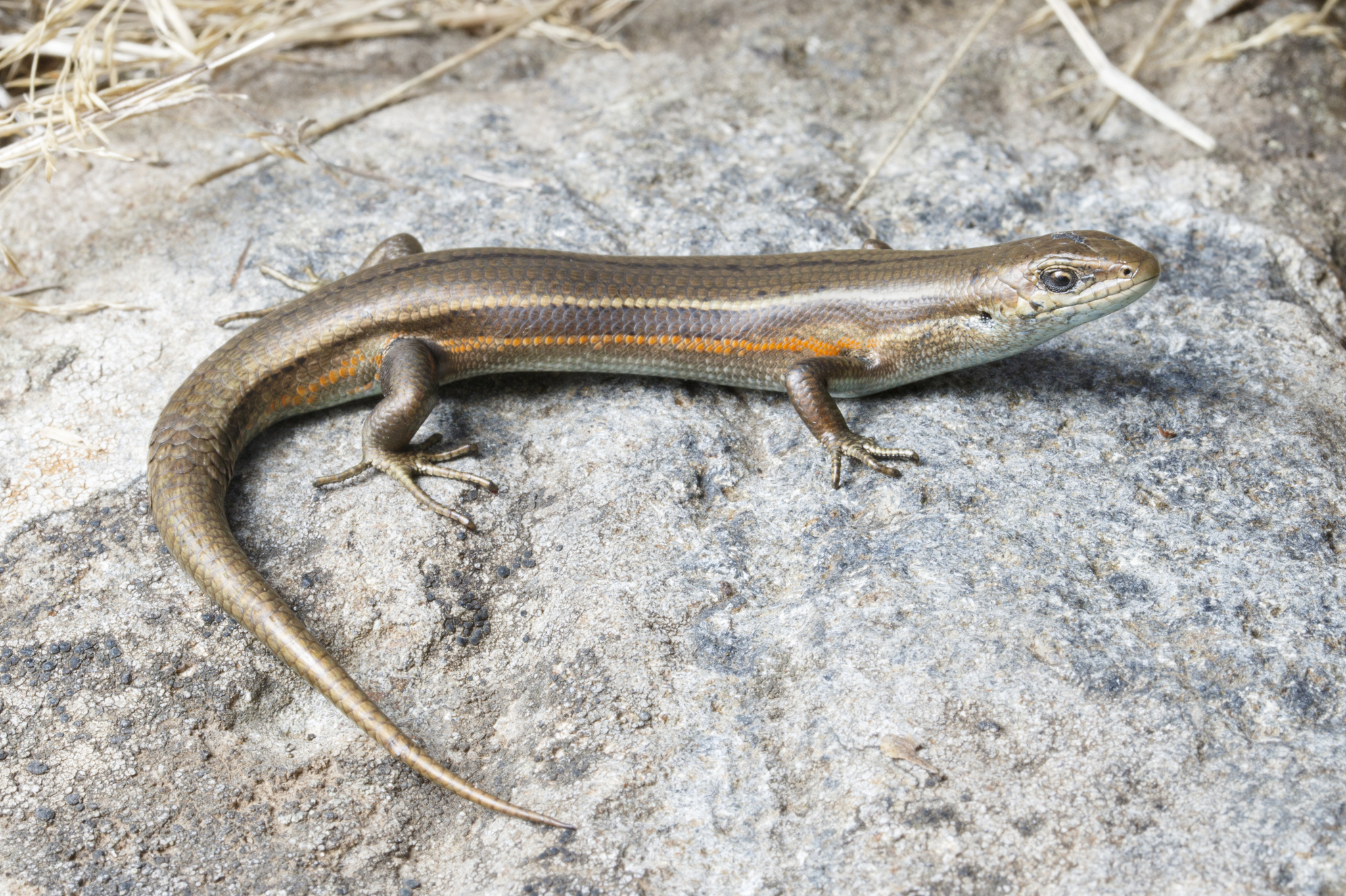 Alpine Bog Skink photo 6