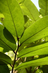 Drypetes oblongifolia