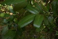 Drypetes oblongifolia