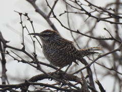Campylorhynchus yucatanicus