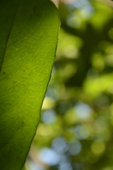 Drypetes oblongifolia