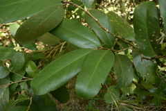 Drypetes oblongifolia