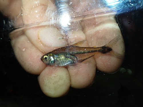 Boeseman's tetra (Hemigrammus boesemani) — Characidae — 4