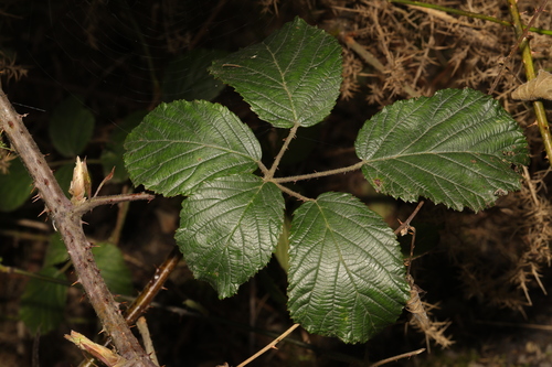 Barton's Bramble (Rubus bartonii)