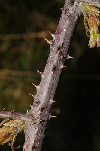 Image of Rubus bartonii by no rights reserved