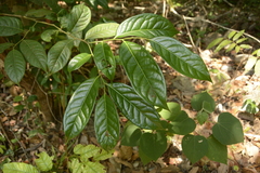 Diospyros sylvatica