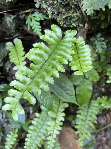 Asplenium normale, photograph 5