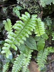 Asplenium normale, photograph (c) 謝麗霦, some rights reserved (CC BY)