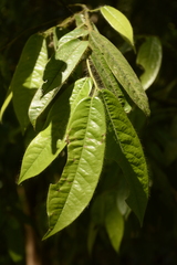 Diospyros pruriens
