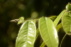 Diospyros pruriens