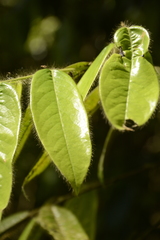 Diospyros pruriens