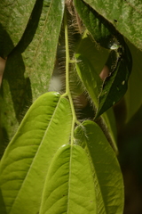 Diospyros pruriens