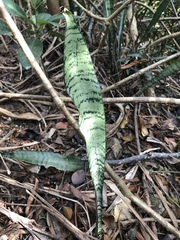 Sansevieria trifasciata