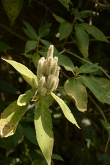 Colebrookea oppositifolia