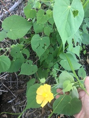 Abutilon grandifolium
