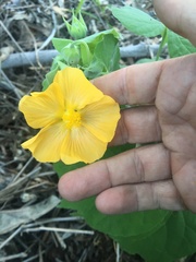 Abutilon grandifolium