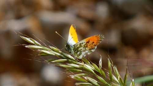 orange-tip